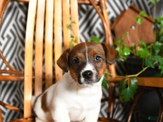 Jack Russell Terrier dogs Spot - Ad 31