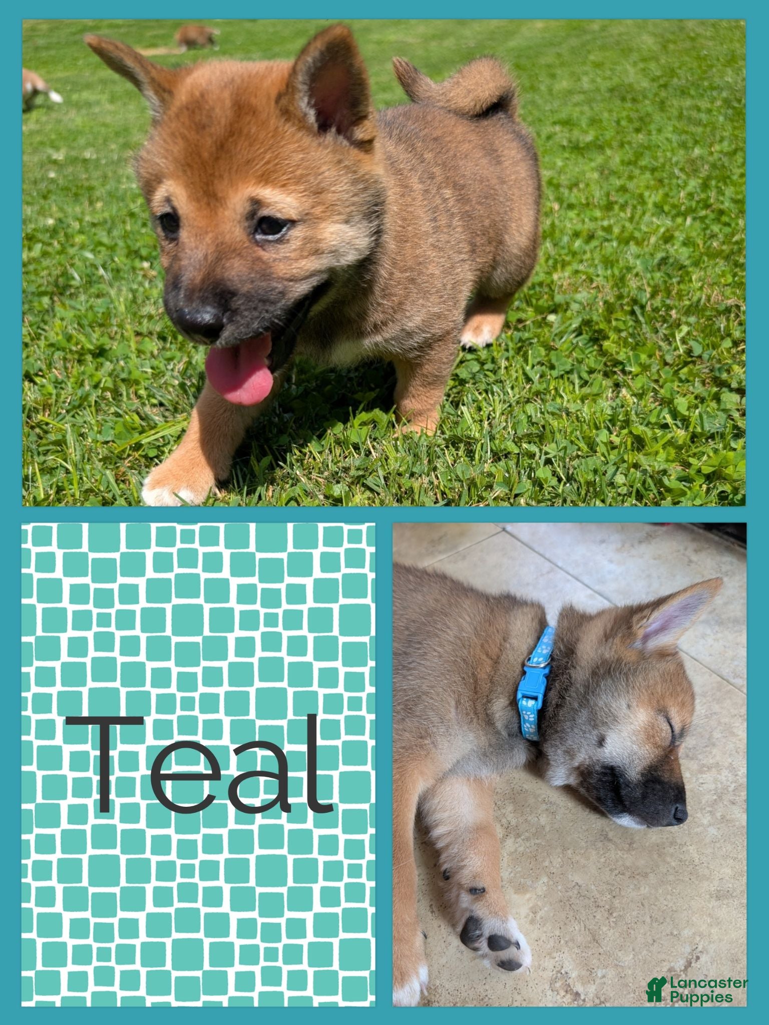 Shiba Inu dogs Bellblue - Ad 37