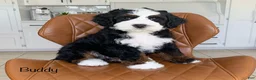 Bernedoodle dogs for sale: Buddy - Ad 1