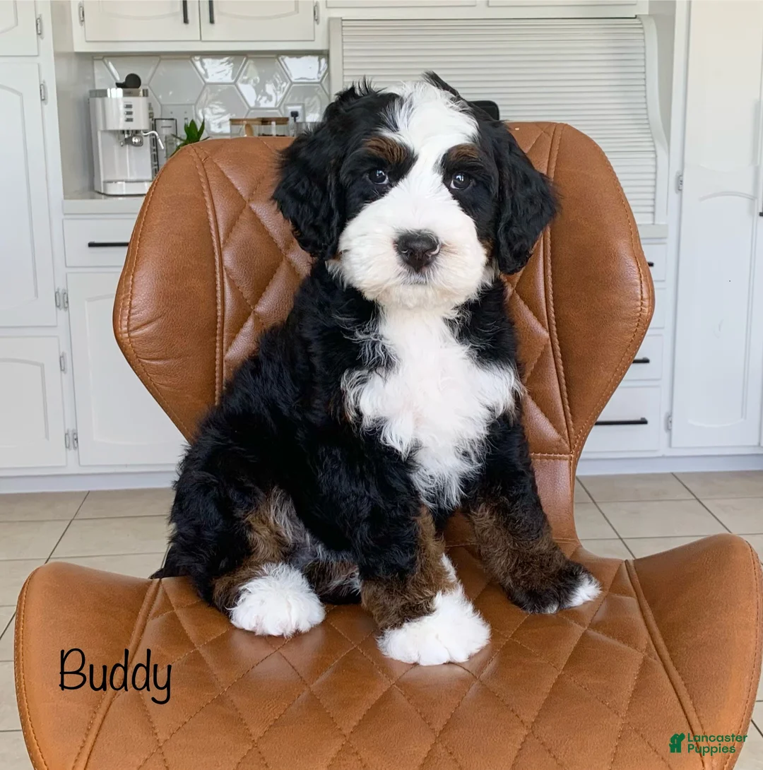 Bernedoodle dogs for sale: Buddy - Ad 1