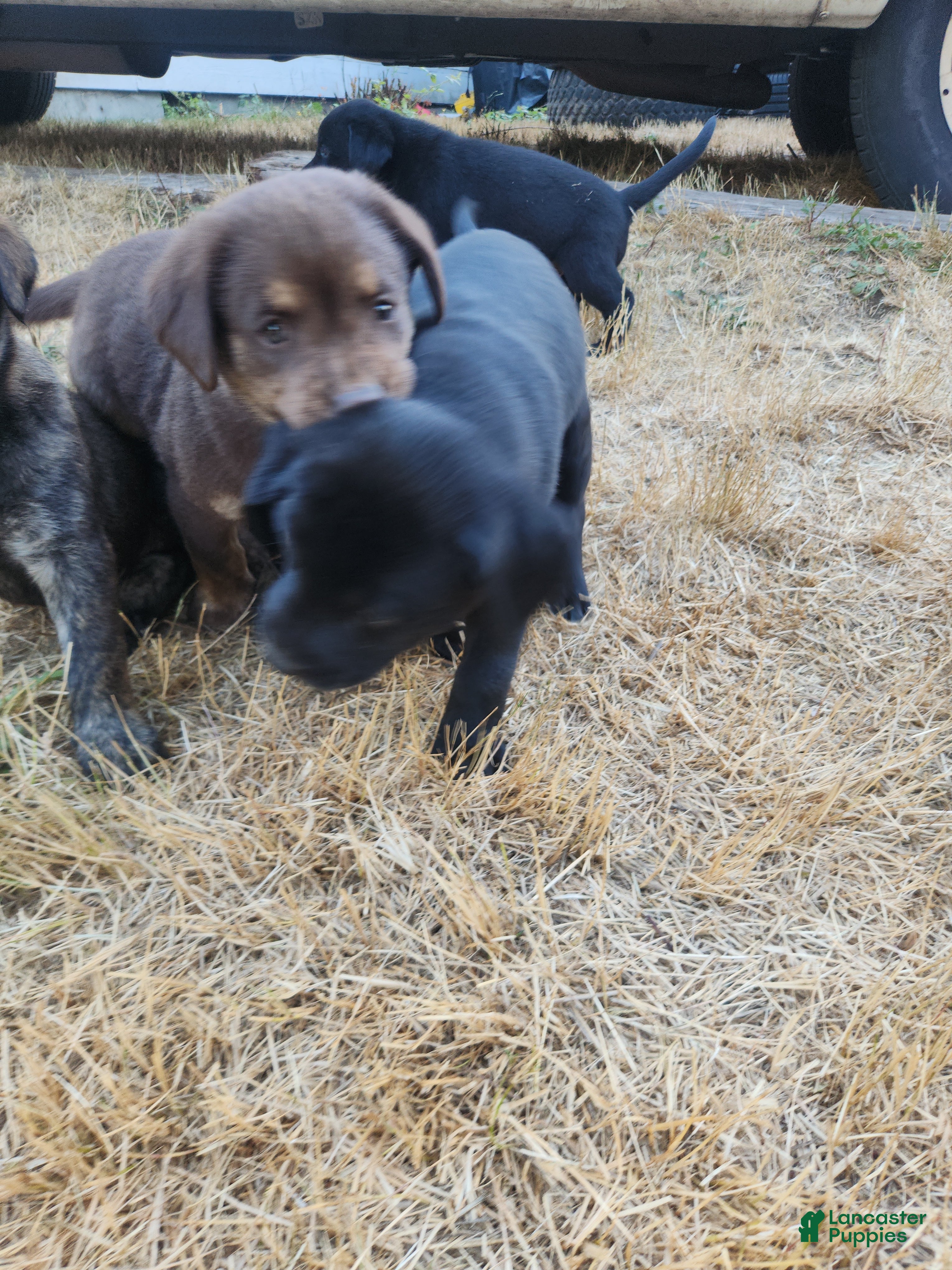 Labrador Retriever dogs Labrador Retriever 5 - Ad 29