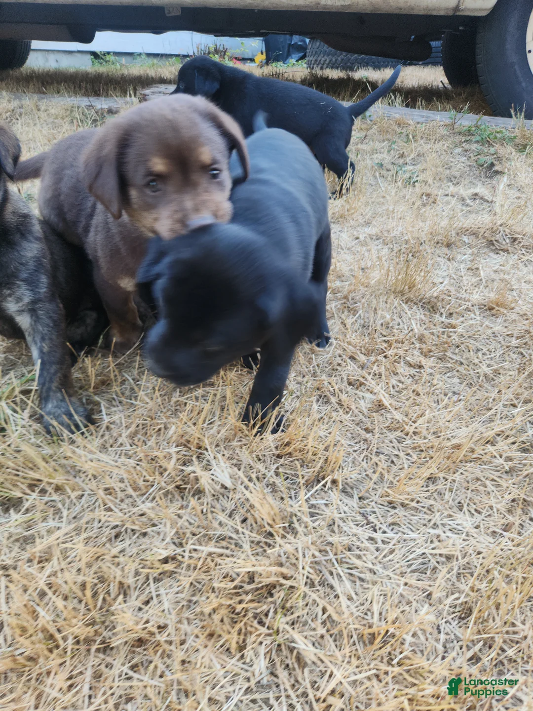Labrador Retriever dogs for sale: Labrador Retriever 5 - Ad 1