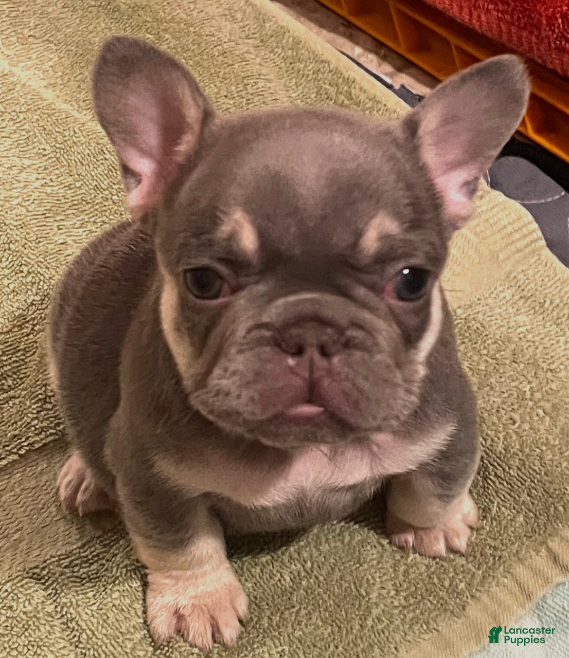 French Bulldog dogs French Bulldog 4 - Ad 1