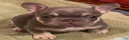 French Bulldog dogs for sale: French Bulldog 4 - Ad 1
