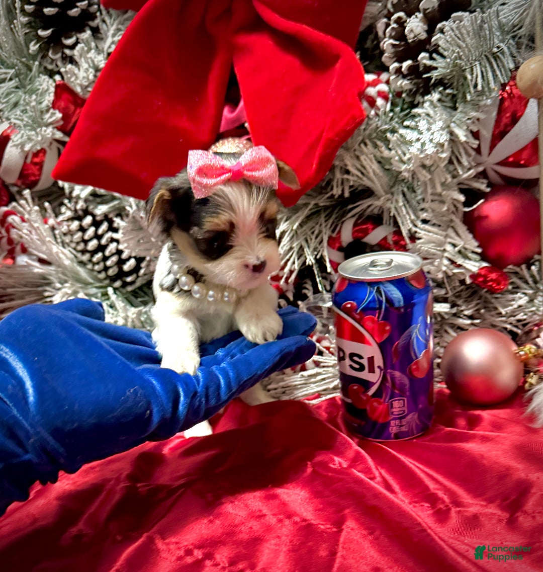 Yorkshire Terrier dogs for sale: Dot - Ad 7