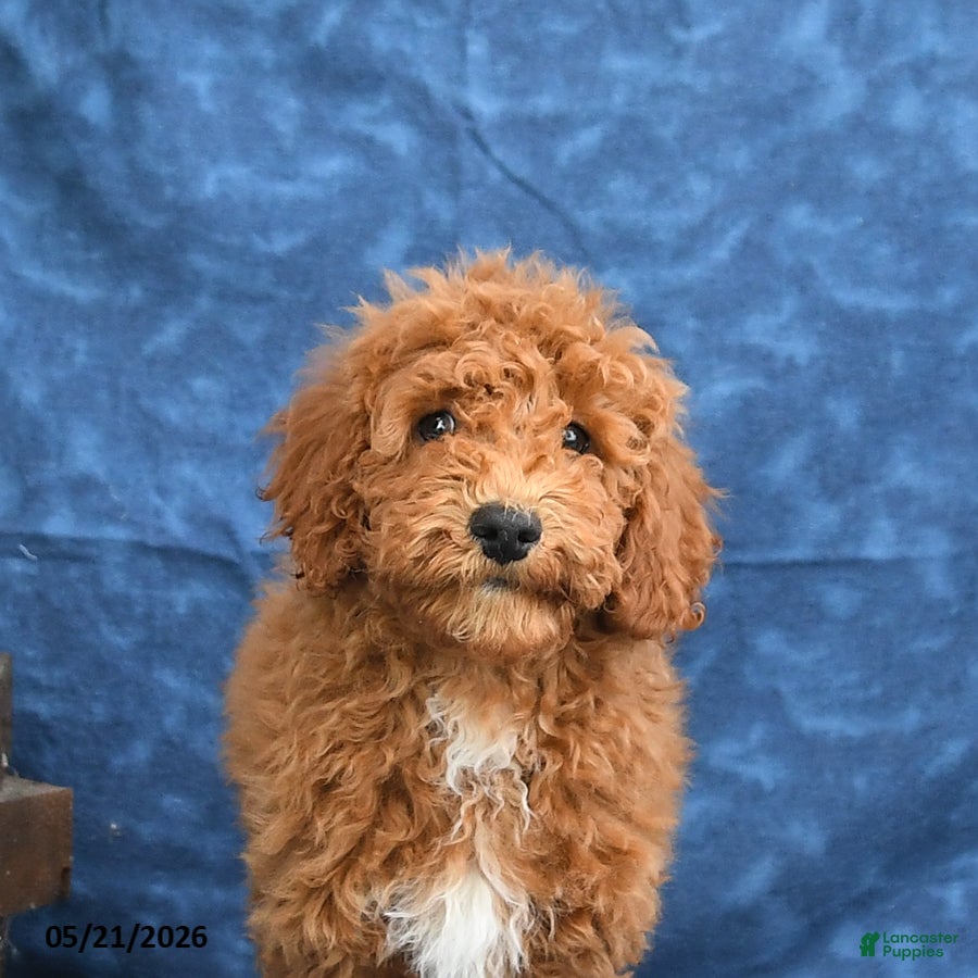 Mini Goldendoodle dogs Captain - Ad 2