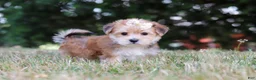 Morkie dogs for sale: Jana - Ad 6