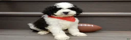 Cockapoo dogs for sale: Snoopy - Ad 3