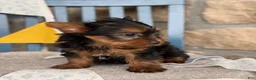 Yorkshire Terrier dogs for sale: Skylar - Ad 10