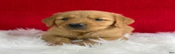 Golden Retriever dogs for sale: Leo - Ad 6