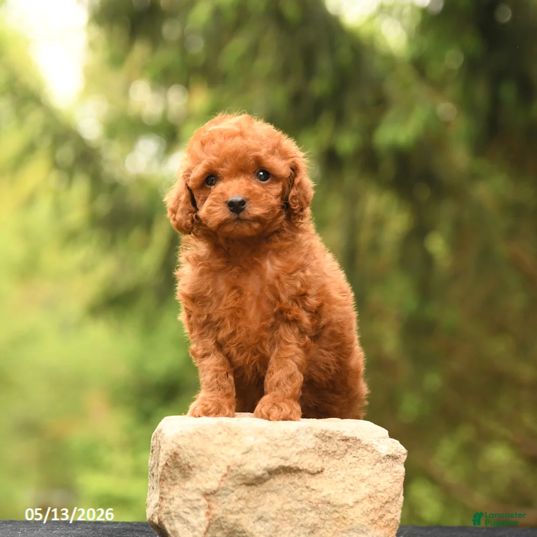 Toy Poodle dogs for sale: Tiny Amber - Ad 1