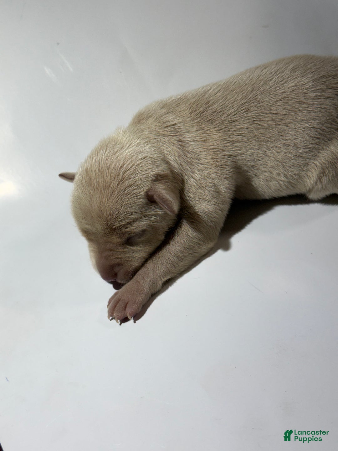 Rat Terrier dogs for sale: Flora - Ad 2