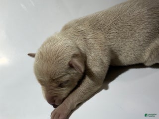 Rat Terrier dogs Flora - Ad 14