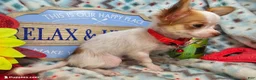Chihuahua dogs for sale: Crickette  (Long-Haired) (4.5 lbs adult) - Ad 5