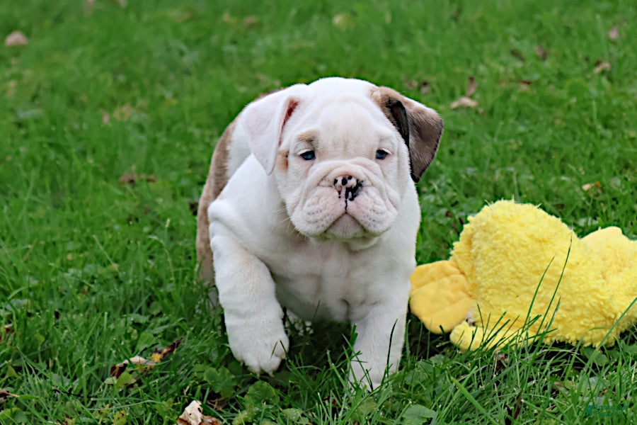 English Bulldog dogs Maestro - Ad 2