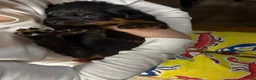 Rottweiler dogs for sale: Rottweiler Puppy 4 - Ad 5