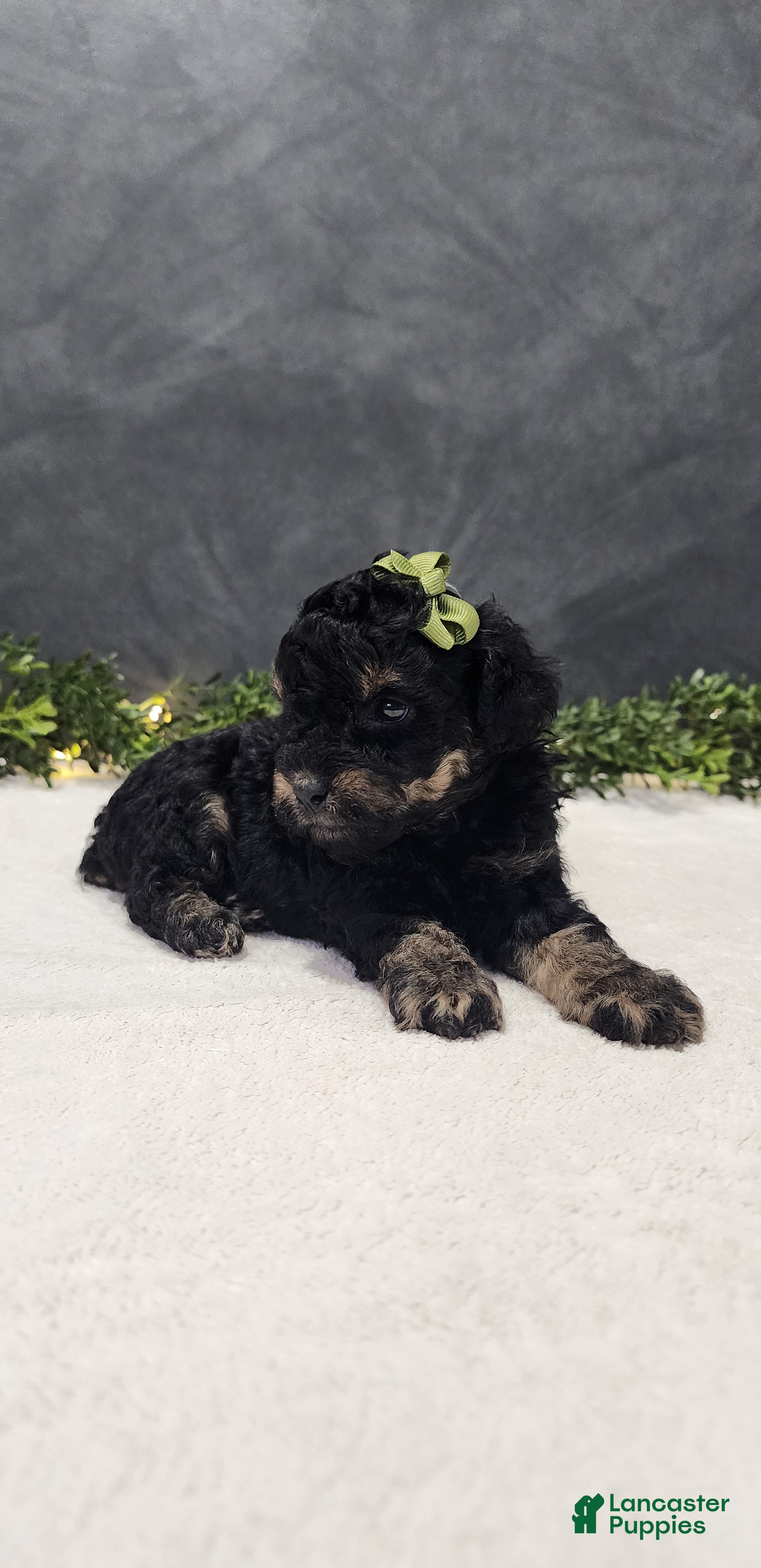 Miniature Poodle dogs Charlie  - Ad 1