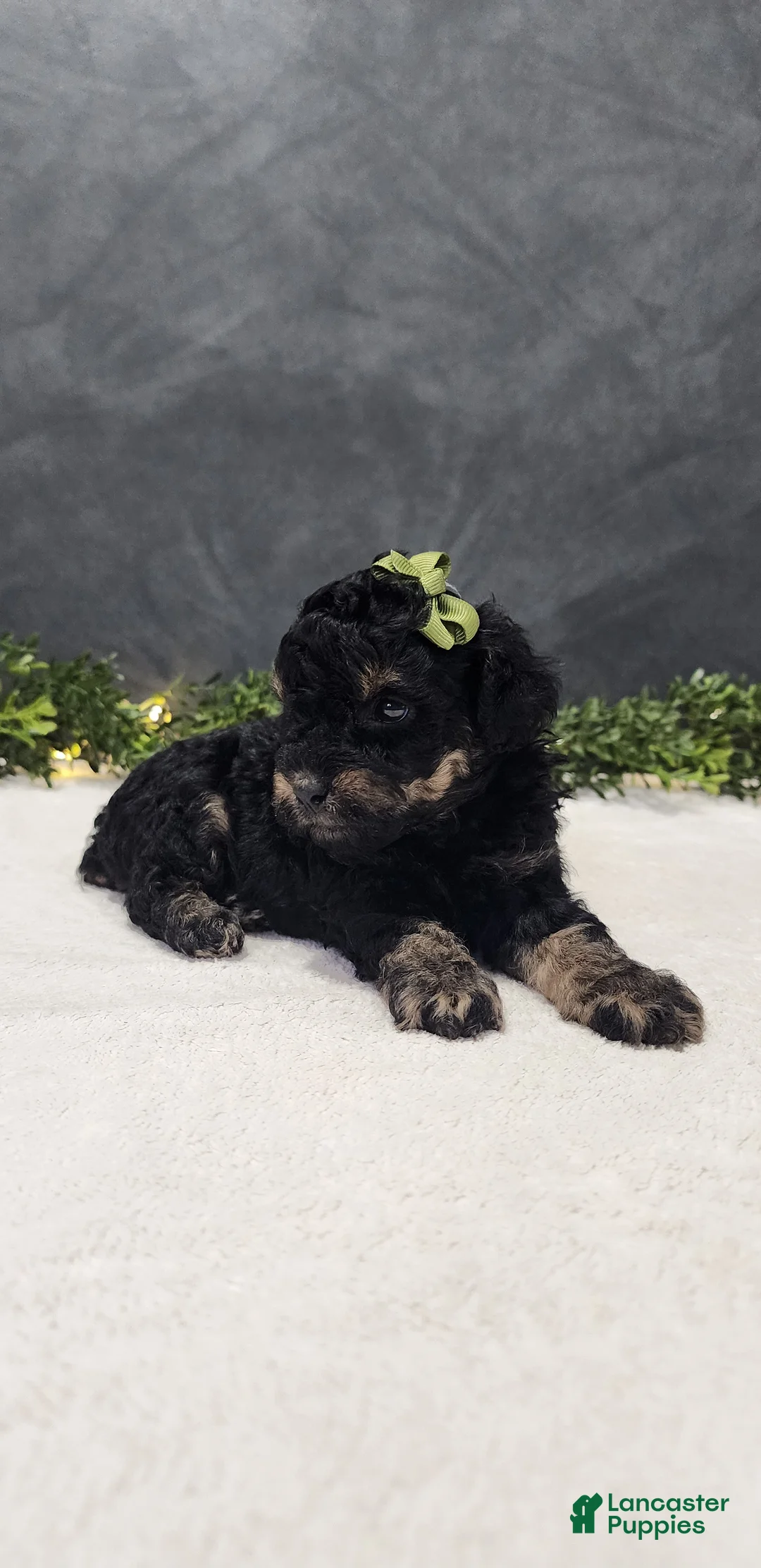 Miniature Poodle dogs for sale: Charlie  - Ad 1