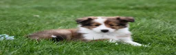 Shetland Sheepdog dogs for sale: Breezy - Ad 3
