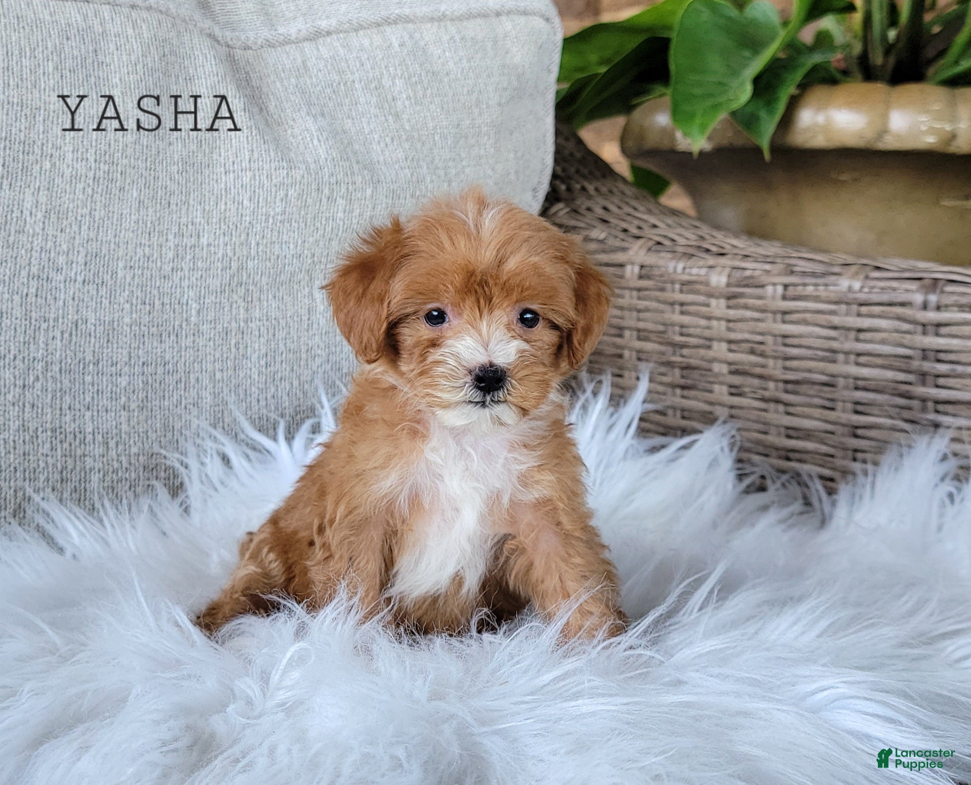 Mini Goldendoodle dogs Mini Goldendoodle 2 - Ad 2