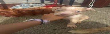 Mixed Breed 4