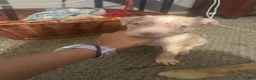 Mixed Breed dogs for sale: Mixed Breed 4 - Ad 1