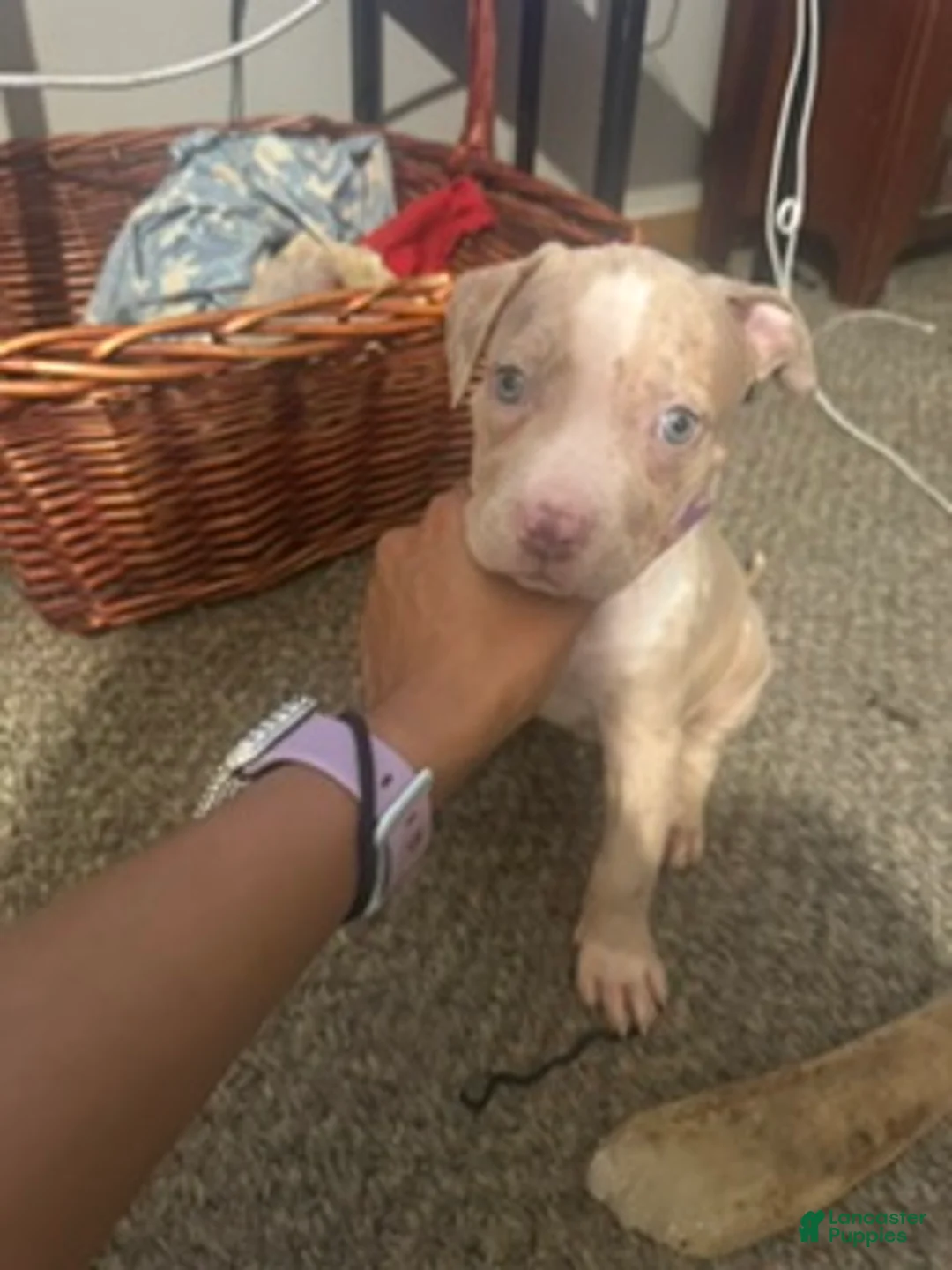 Mixed Breed dogs for sale: Mixed Breed 4 - Ad 1