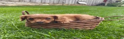 Cavapoo dogs for sale: Bentley  - Ad 7
