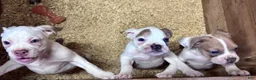 Olde English Bulldogge dogs for sale: Puppy 2 - Ad 3