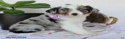 Miniature Australian Shepherd dogs for sale: Princess - Ad 4