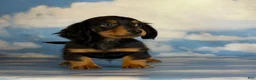 Miniature Dachshund dogs for sale: AKC Vince LH Parents DNA & CHIC choc carrier  - Ad 7