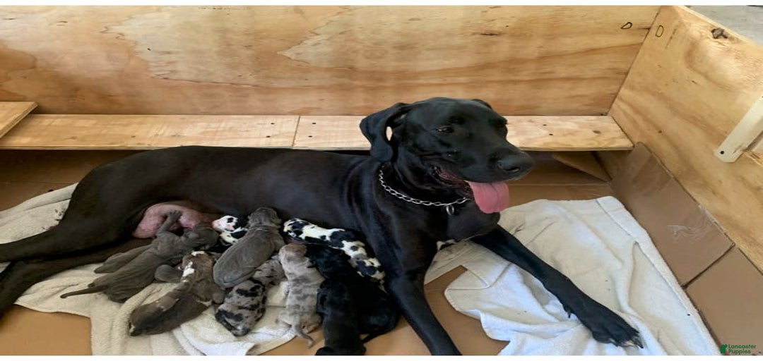 Gallery Image {{count}}