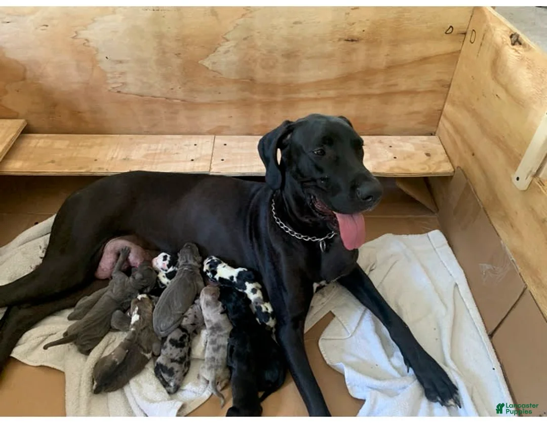 Gallery Image {{count}}