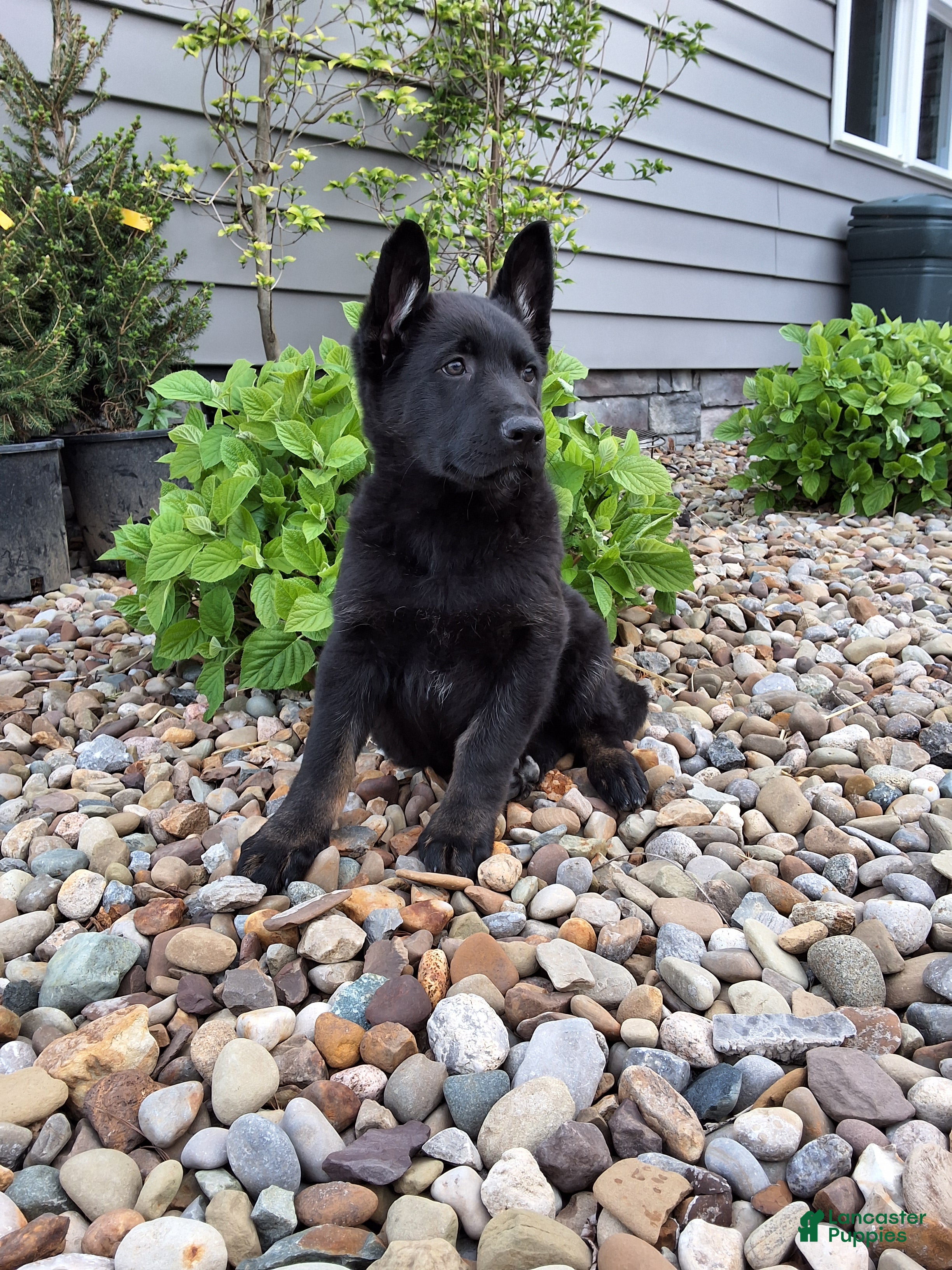 German Shepherd dogs Lola - Ad 2