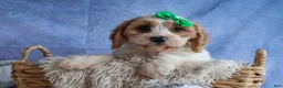 Cavachon dogs for sale: RANDY - Ad 2