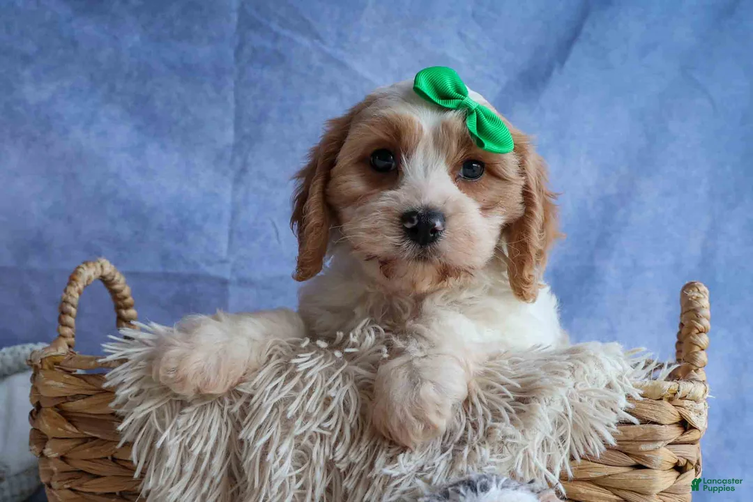 Cavachon dogs for sale: RANDY - Ad 2