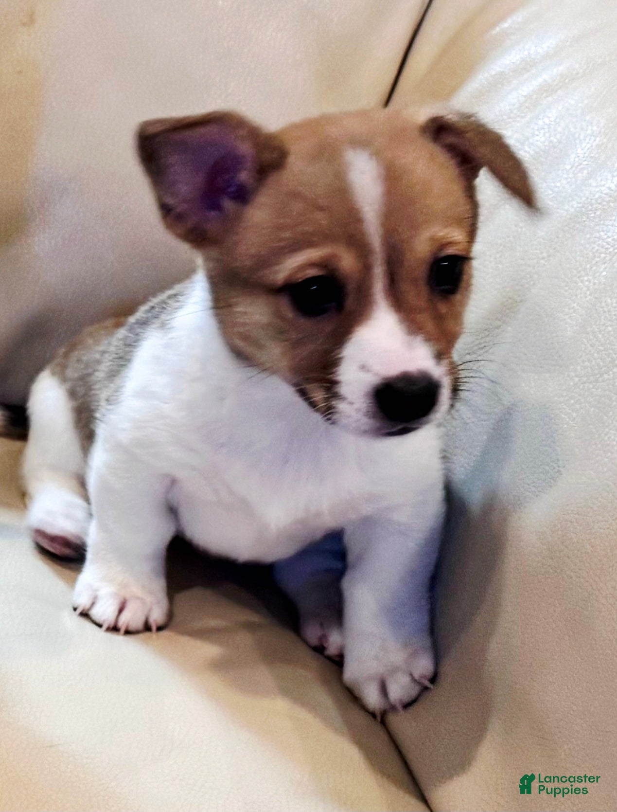 Mixed Breed dogs Chanel - Ad 8