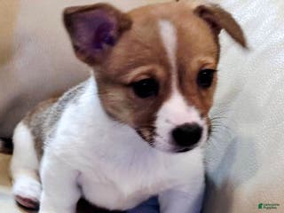 Mixed Breed dogs Chanel - Ad 8