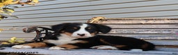 Bernese Mountain Dog dogs for sale: Jenny - Ad 1