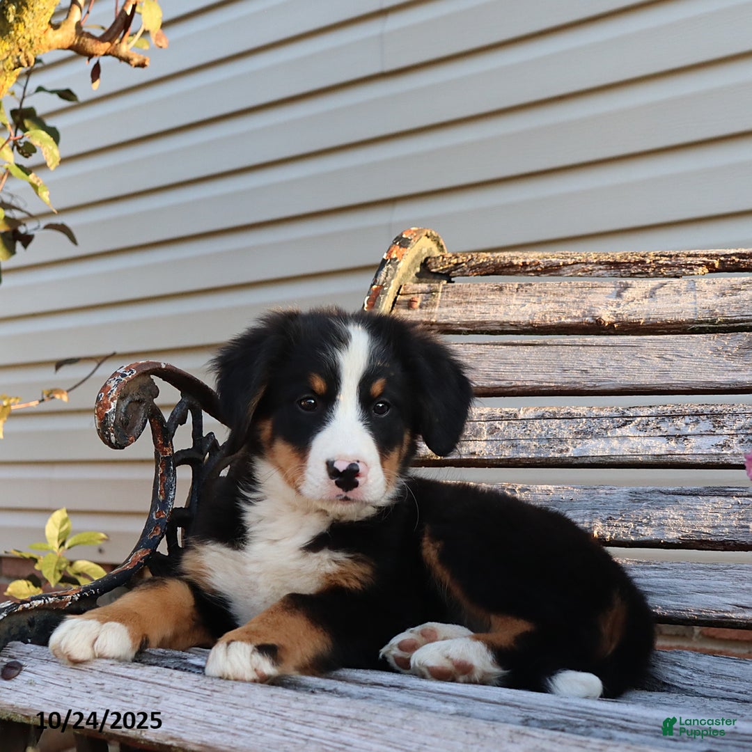 Bernese Mountain Dog dogs for sale: Jenny - Ad 1