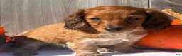 Miniature Dachshund dogs for sale: October  - Ad 6