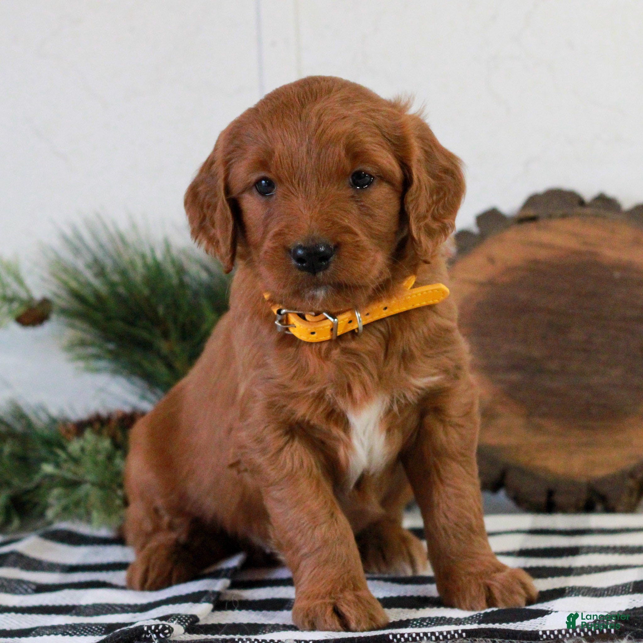 Goldendoodle dogs Felix  - Ad 37