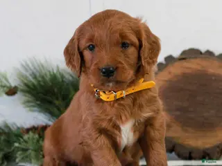 Goldendoodle dogs Felix - Ad 36