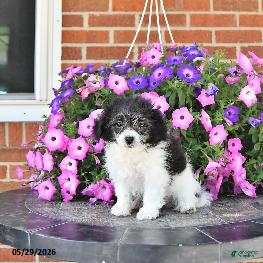 Maltipoo dogs Stella - Ad 1
