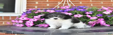 Stella