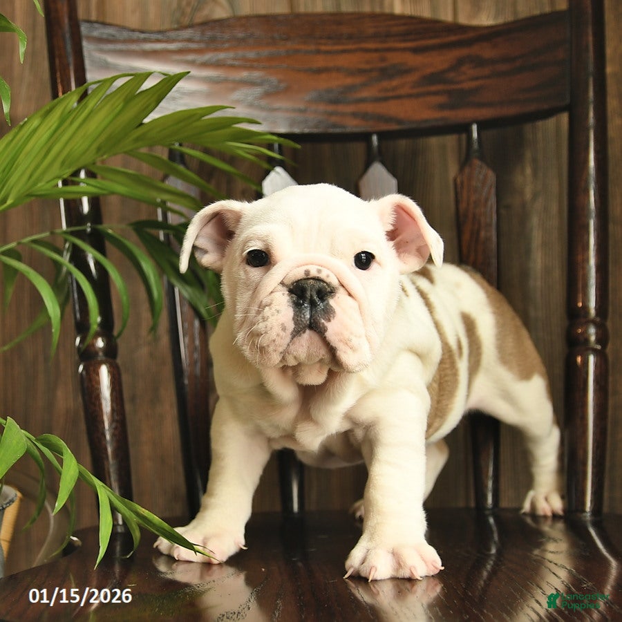 English Bulldog dogs Blossom - Ad 2