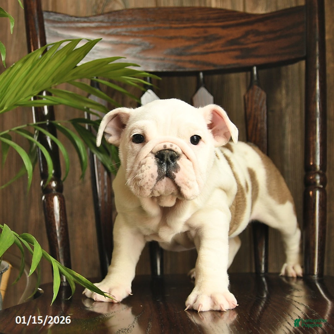 English Bulldog dogs for sale: Blossom - Ad 2