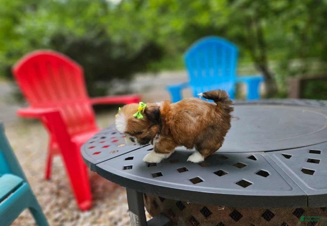 Shih Tzu dogs for sale: Shih Tzu Puppy 3 - Ad 4