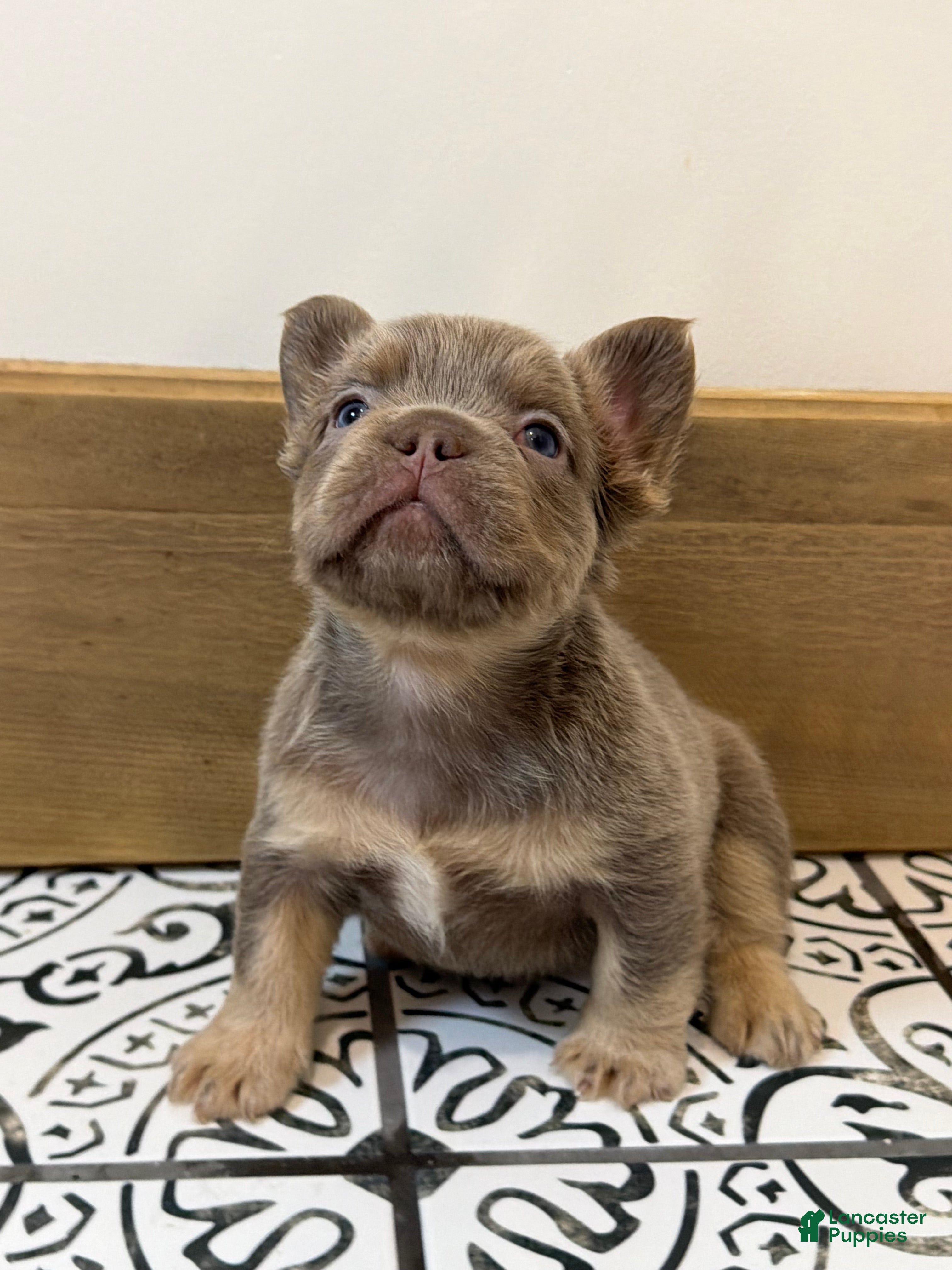 French Bulldog dogs Bentley - Ad 37