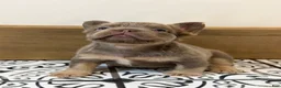 French Bulldog dogs for sale: Bentley - Ad 1